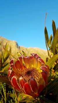 Protea.jpeg